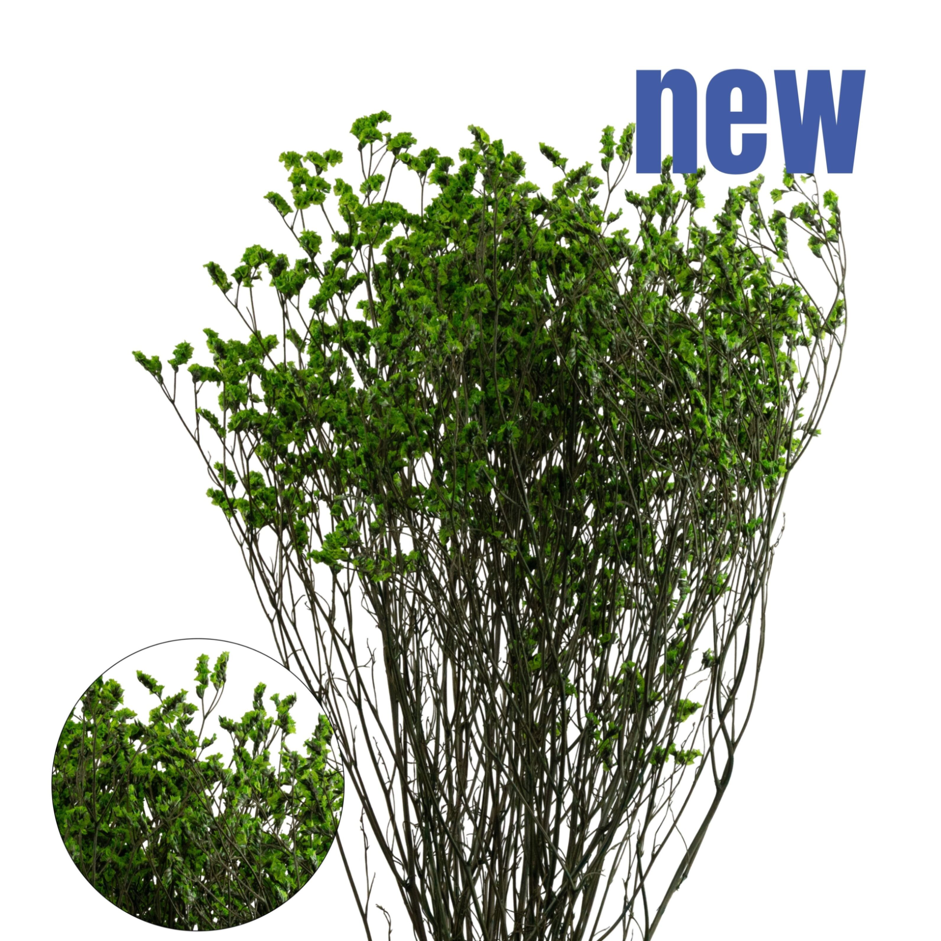 Яблоня домашняя Антоновка Обыкновенная